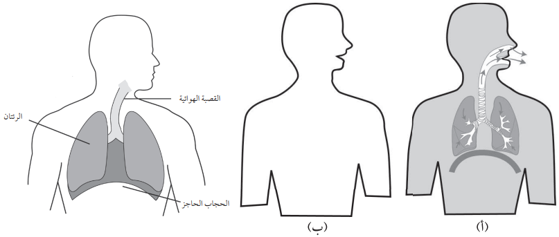 ما يحدث للرئتين عند الشهيق